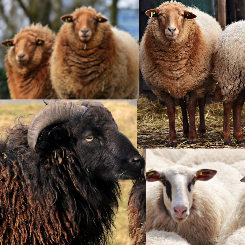 couleurs-naturel-moutons-teinture-laine