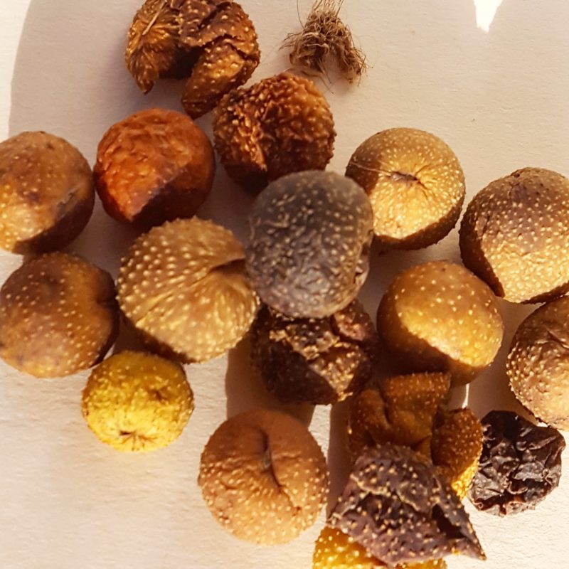 Quelques noix de galles de chêne utilisées en teinture sur la laine