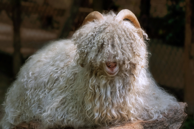 chèvre cashemire couchée pour laine naturelle boutique de laine