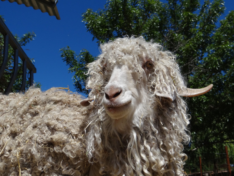 Portrait chèvre mohair laine