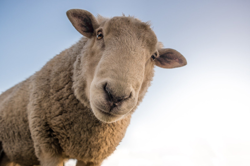 Mouton très curieux de la boutique de laine