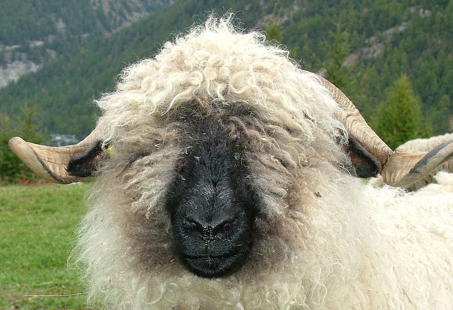 tête de mouton au nez noir avec des cornes laines artisanales fabriquée en france