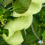 détail laine fine dentelle de coloris vert anis pour tricot shetland fabriqué en france