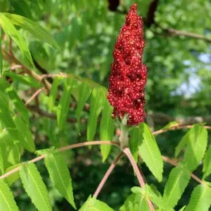 Inflorescence rouge de sumac, utilisée comme plante tinctoriale naturelle riche en tanins, sur fond de feuillage vert