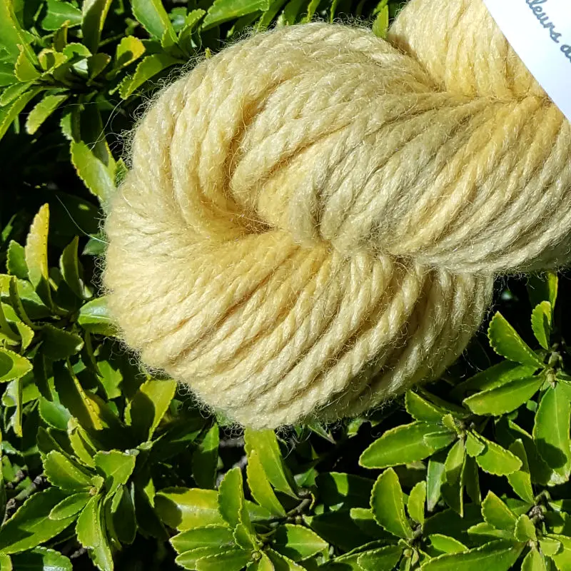 Détail d'un écheveau de laine mérinos alpaga teinté en jaune nuancé de gris sur un fond de feuilles vertes.